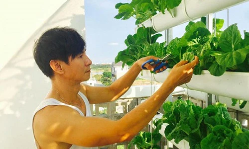 Mướt mắt vườn rau sạch trong biệt thự của các sao Việt