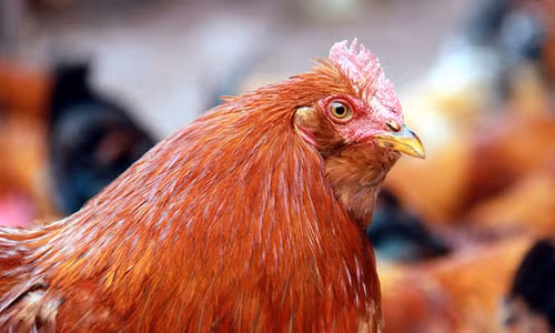 Quý giá giống gà Tiên Yên có râu, có mũ ở Quảng Ninh