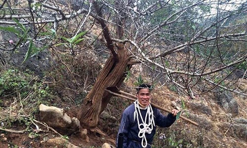 Ngắm cây đào rừng lạ ở Sơn La gây sốt dân chơi