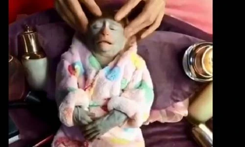 Xem chú khỉ biết tận hưởng “nhất quả đất“