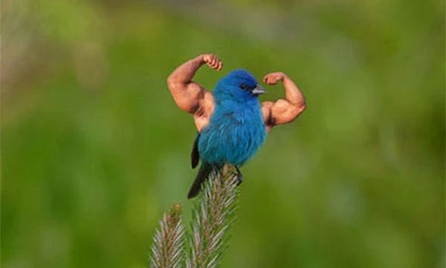 Cười vỡ bụng những chú chim cơ bắp cuồn cuộn nhờ...