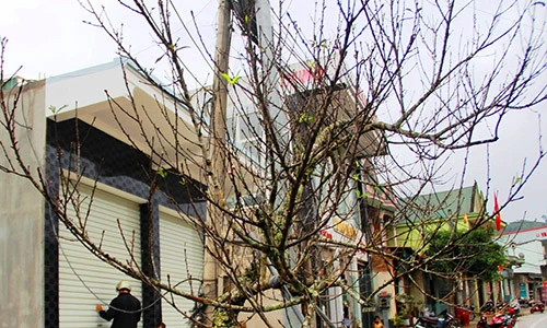 Đào rừng “khủng” được rao bán 40 triệu ở miền Tây xứ Nghệ