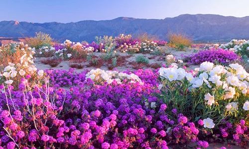 Ngỡ lạc xứ sở thần tiên khi muôn hoa bừng nở trên sa mạc