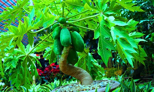 Vì sao nhà bạn dù chật hẹp cũng nên trồng cây đu đủ?