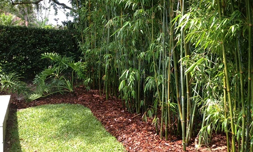 Những không gian sân vườn đẹp nhờ khéo trồng tre