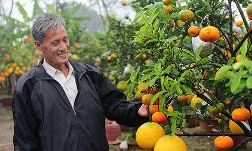 Cây ngũ quả ngày tết ghép 9 loại quả gây sốt ở Hà Nội