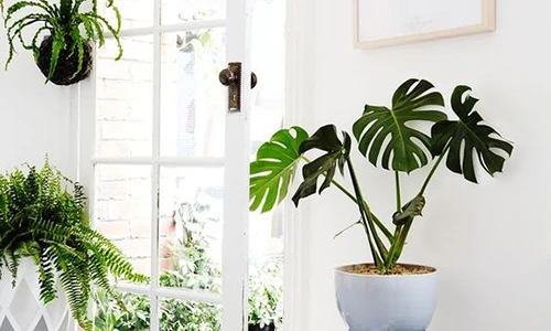 Không gian sống đẹp tinh tế và trong lành nhờ cây xanh