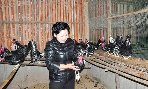 Thăm trang trại của nữ tỷ phú nuôi chim, gà quý hiếm