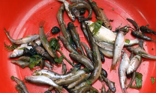 Cực độc cách bắt cá bằng...bã rượu