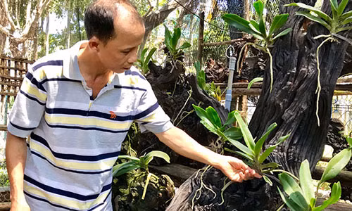 Kiếm tiền “đống” bằng cách ghép lan trên lõi muồng cháy