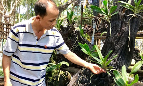 Kiếm tiền “đống” bằng cách ghép lan trên lõi muồng cháy