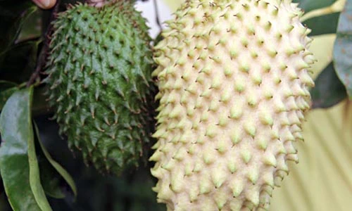 Dân miền Tây lùng sục tìm mua trái “cầu vàng” đón Tết