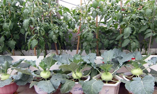 Mẹ Hà thành tiết lộ cách trồng “ruộng bậc thang” su hào