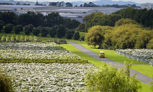 Xanh ngắt cánh đồng nho khổng lồ đẹp mê hồn ở New Zealand