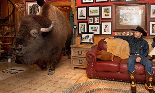 Trâu khổng lồ 1 tấn, suýt giết chủ vẫn được cưng chiều