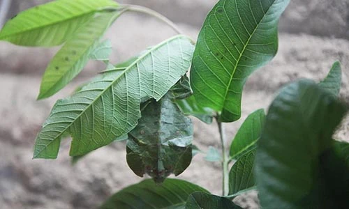 Soi màn ngụy trang “thần thánh” của các loài động vật