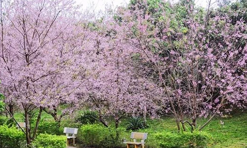 Không thể rời mắt ngắm mai anh đào ở Mộc Châu