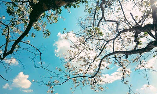 Mộc Châu xuân tình quyến rũ mùa hoa ban bung nở