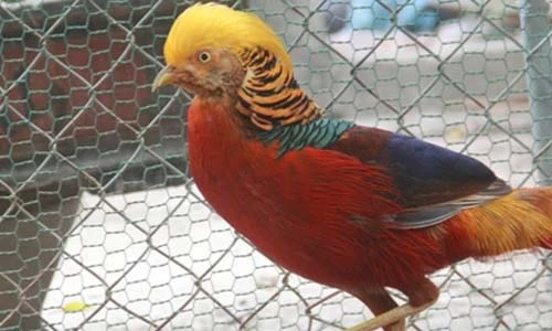 Những loại chim quý giá “khủng” đại gia Việt lùng mua