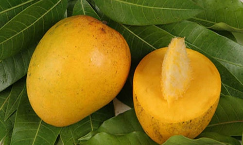Giống xoài ngon nhất thế giới có gì đặc biệt?