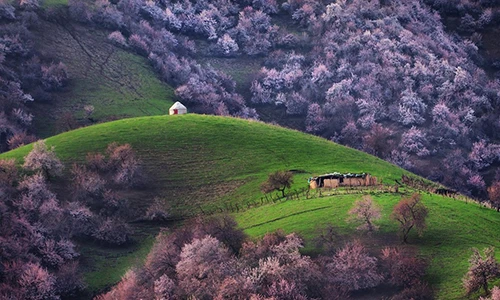 Những khu rừng xanh mướt đẹp tựa thiên đường