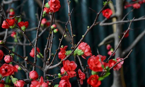 Mai đỏ Trung Quốc: Tiền triệu một cây chơi Tết ở Thủ đô 