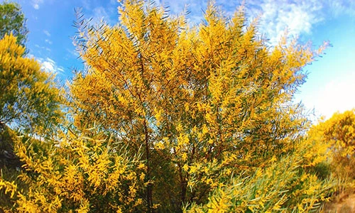 Bật mí địa điểm “sống ảo” mới lạ nhất tại Phan Thiết