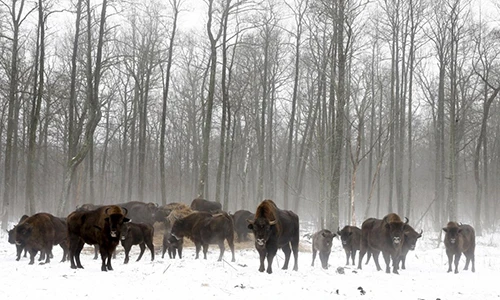 Vương quốc động vật hoang dã ở vùng phóng xạ Chernobyl