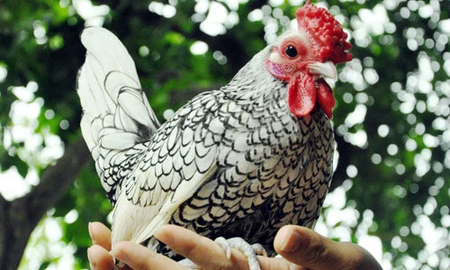 Năm Đinh Dậu, nhiều loại gà kiểng “siêu độc” hút hàng 