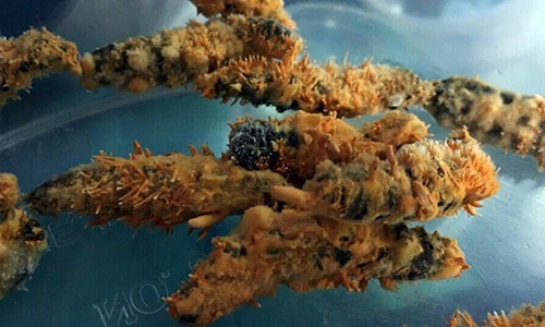 Bí kíp tạo ra đông trùng hạ thảo của nông dân Việt