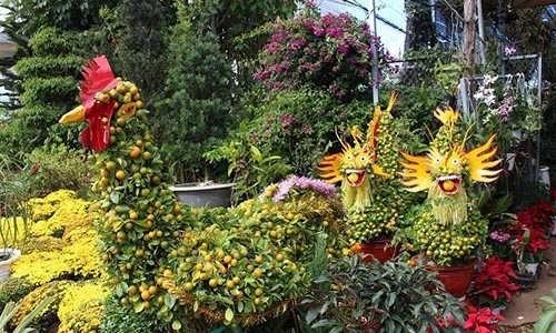 Thị trường Tết “phát sốt” với quất kim kê, đào thế kỳ dị