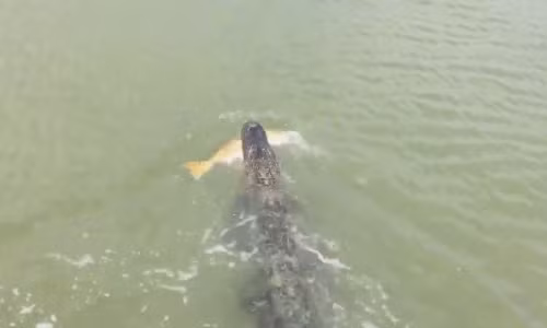 Cá sấu táo tợn cướp cá ngay trước mặt người dân 