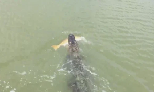 Cá sấu táo tợn cướp cá ngay trước mặt người dân