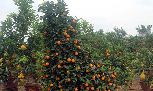 Quất Tết hình gà uốn tỉa 4 năm, phát giá 5 triệu/cặp 