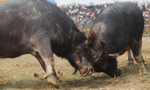 Đổ máu tìm ngôi vương tại lễ hội chọi trâu cổ xưa nhất VN