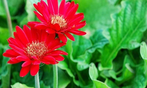 Những loại hoa mang may mắn, tài lộc ngày Tết