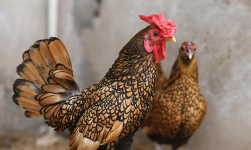 Chiêm ngưỡng trại gà “độc”, lạ nhất Việt Nam