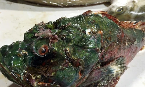 Cá mặt quỷ “nhìn phát ghê nhưng ăn phát mê“