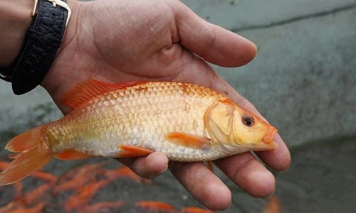 Ảnh: Lội bùn thu hoạch cá chép trước ngày ông Táo về trời