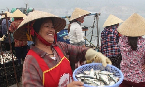 Ngư dân Hà Tĩnh thu bạc triệu mỗi ngày từ “lộc biển“