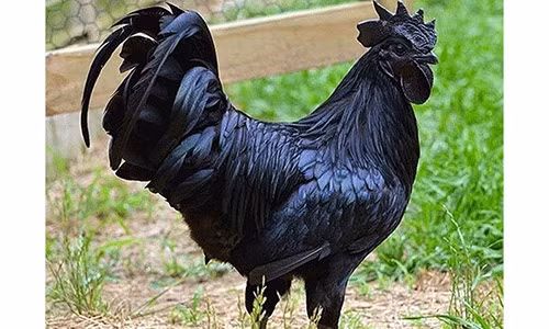 Đại gia Việt săn gà “mặt quỷ” giá 50 triệu/con về ăn Tết