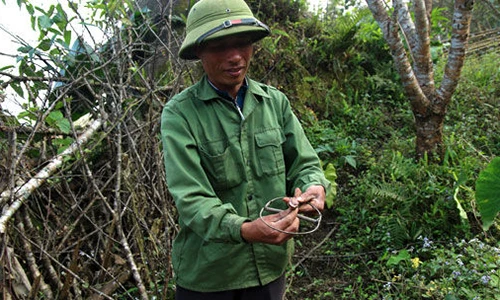 Chuột rừng giá trên trời: 100.000 đồng một con