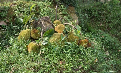 Kỳ lạ cây mít bị chặt vẫn đậu quả ở Nghệ An 