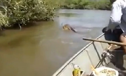 “Nín thở” xem màn bắt trăn “khủng” bằng tay không