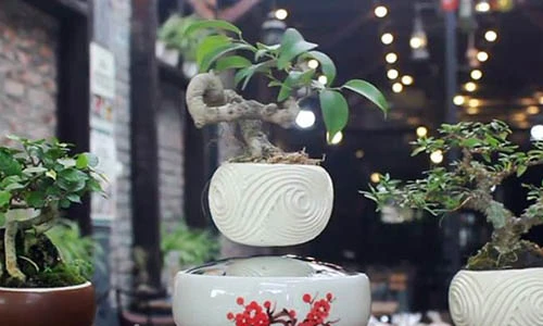 Kinh ngạc xem siêu phẩm bonsai bay giữa Hà thành