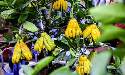 Phật thủ mini xuống phố ngày giáp Tết