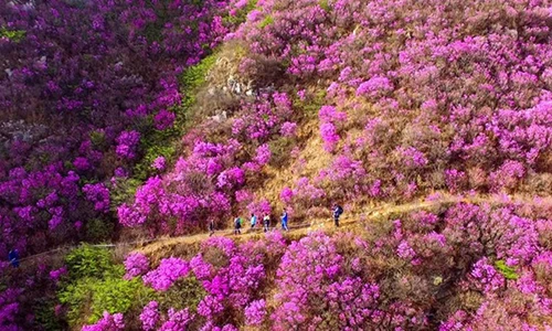 Đẹp mê hồn thung lũng hoa đỗ quyên khoe sắc 