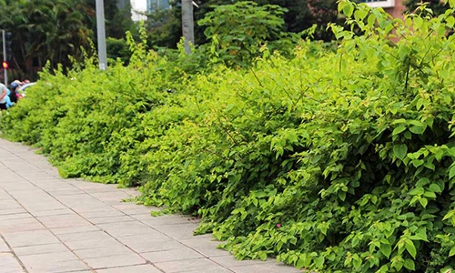 Cây dại lại mọc tốt um khắp phố Hà Nội