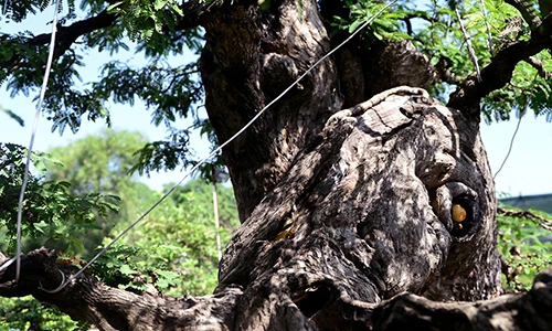 Cây me dáng thác đổ mây bay giá 3,5 tỷ đồng ở Sài Gòn