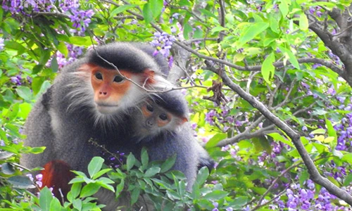 Sống động vọoc ngũ sắc vui đùa ở Sơn Trà